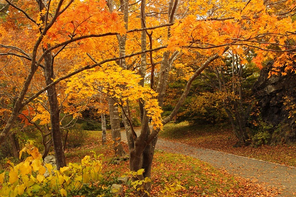 散策路大島の路(秋)の写真