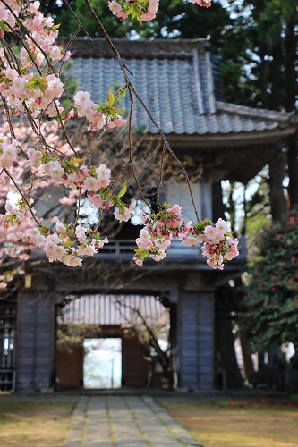 山門と桜の写真