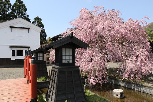 藩屋敷枝垂桜の写真
