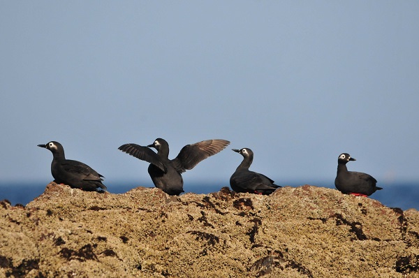 天売島の海鳥の写真