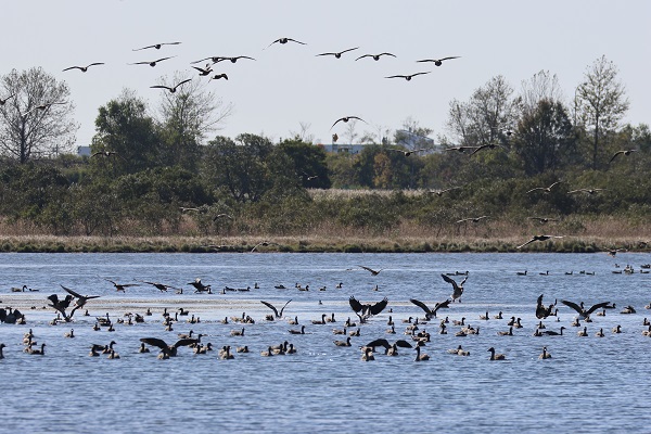 ウトナイ湖の渡り鳥の写真