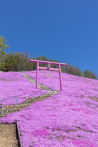 ひがしもこと芝桜公園の写真