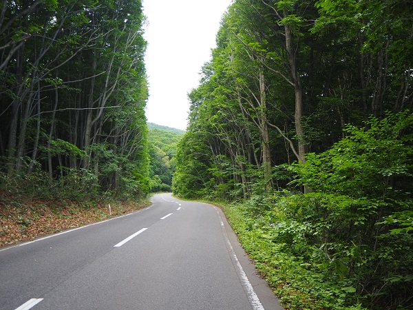八甲田のブナ林の写真