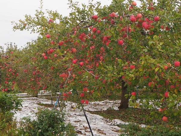 りんご畑の写真