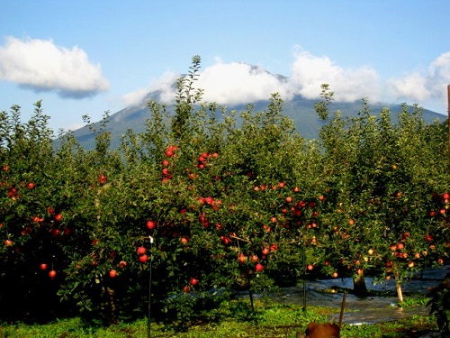 弘前のりんご畑の写真