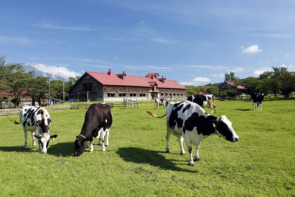 上丸牛舎放牧風景の写真