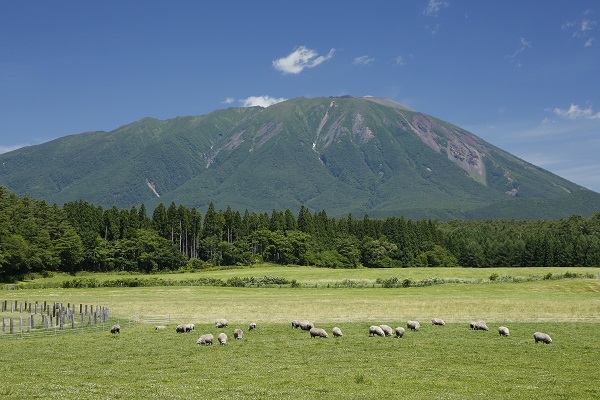 羊放牧（夏）の写真