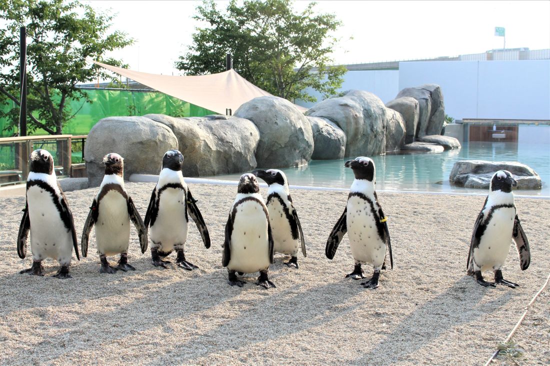 うみの杜ビーチーPENGUIN LIFEーの写真