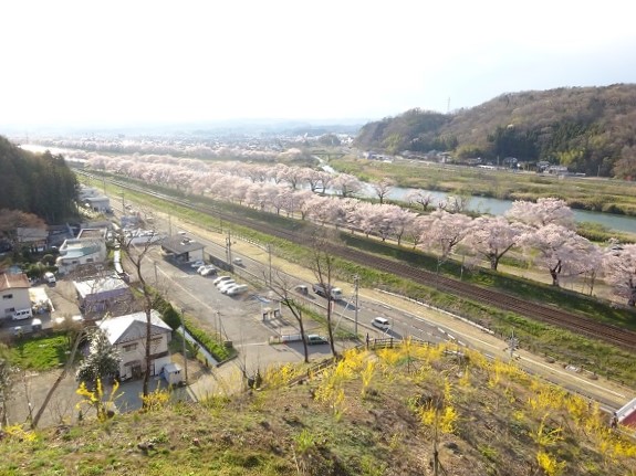 白石川堤の桜（一目千本桜）の写真