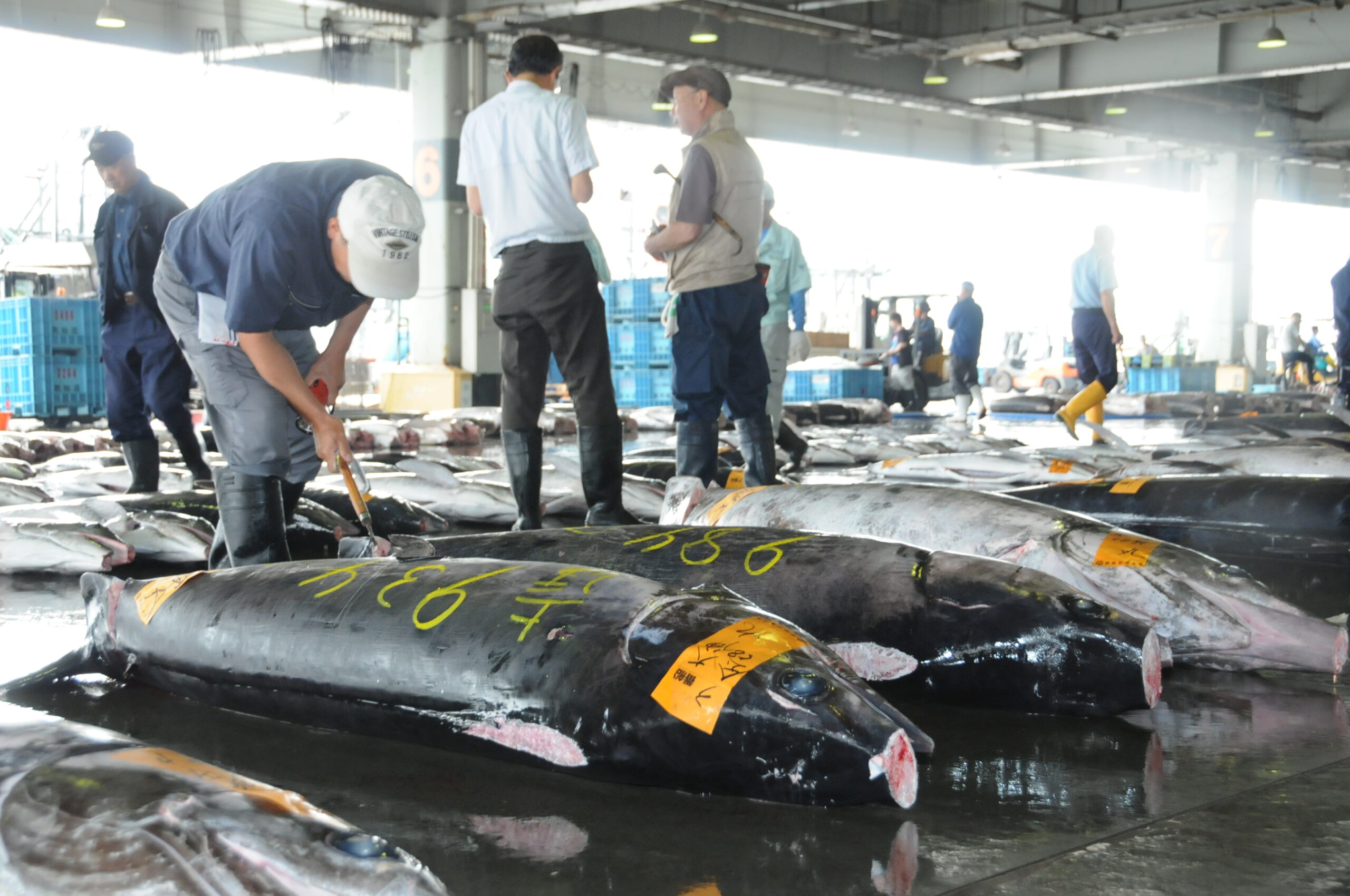 気仙沼魚市場の写真