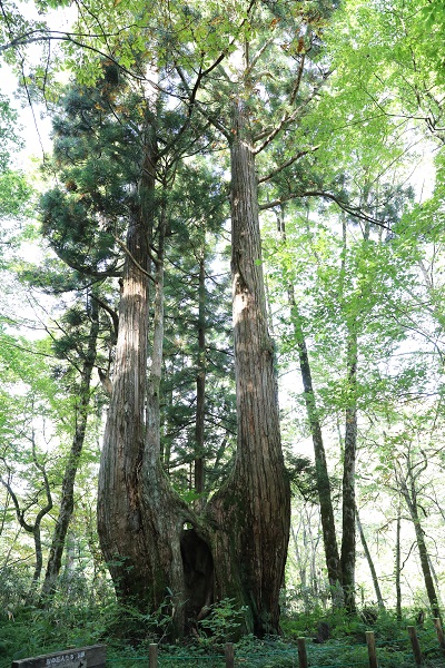天然秋田杉の古里「仁別国民の森」の写真