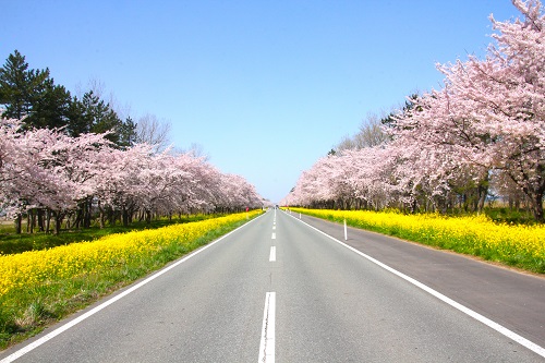 大潟村の「桜と菜の花ロード」と農業景観の写真