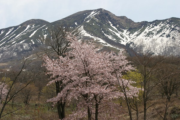秋田駒ヶ岳の写真