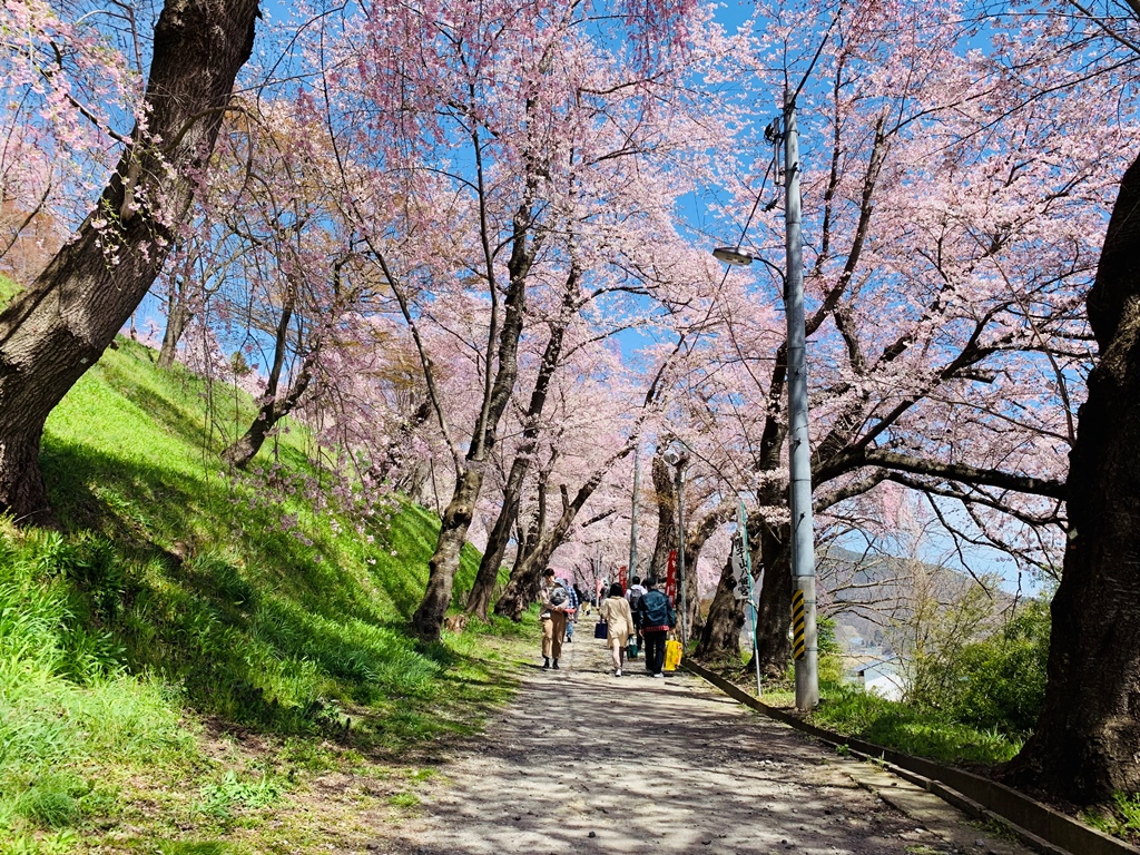 千本桜の大回廊と遊歩道の写真