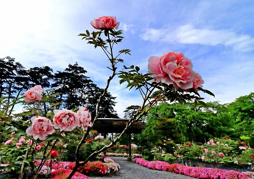 須賀川牡丹園の写真