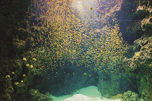 サンゴ礁の海の写真