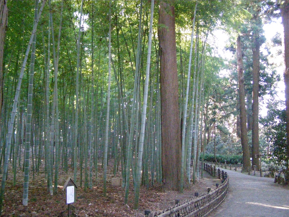 孟宗竹林の写真