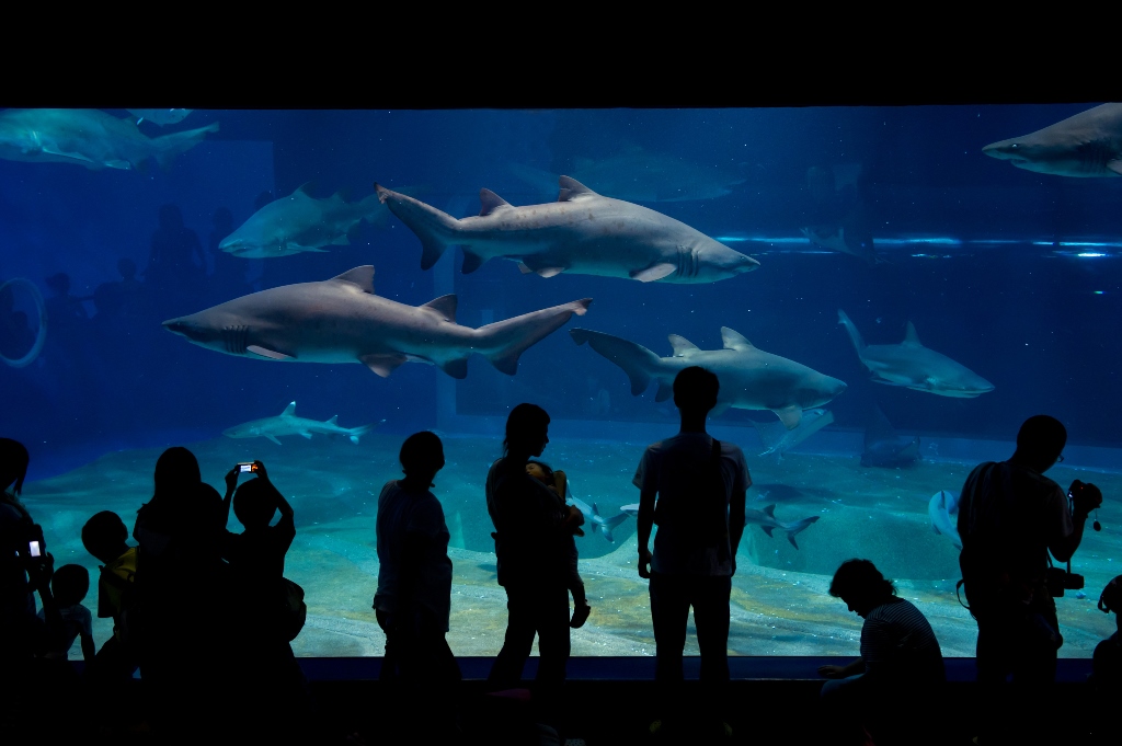 シロワニの泳ぐサメ水槽。体長2mを超える「シロワニ」は迫力満点の写真