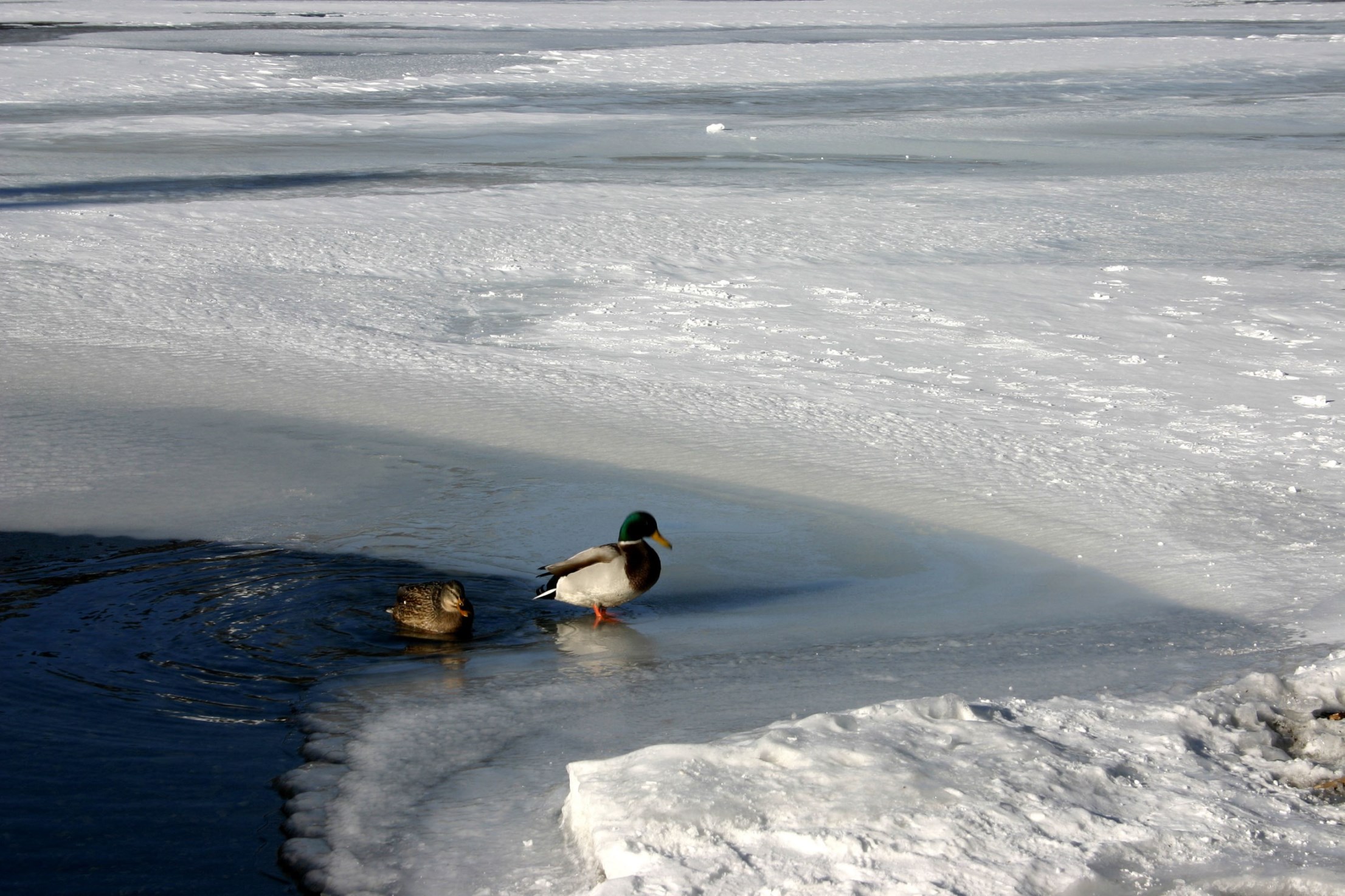 湯ノ湖（冬）の写真