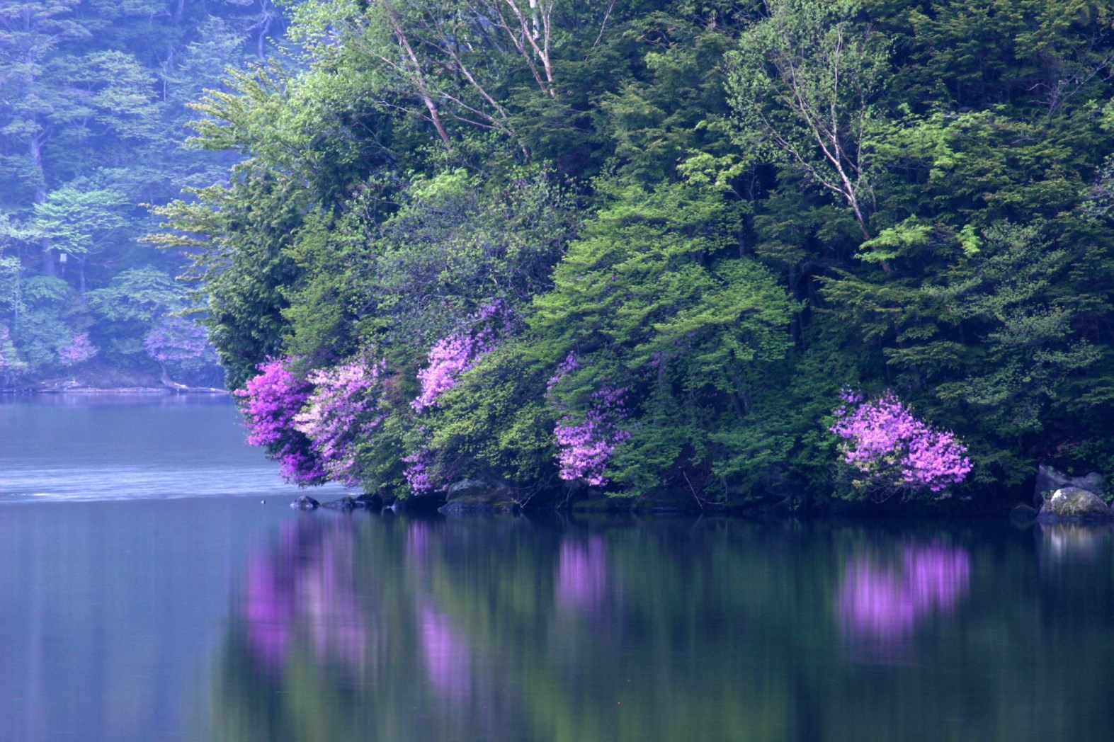 湯ノ湖とトウゴクミツバツツジの写真
