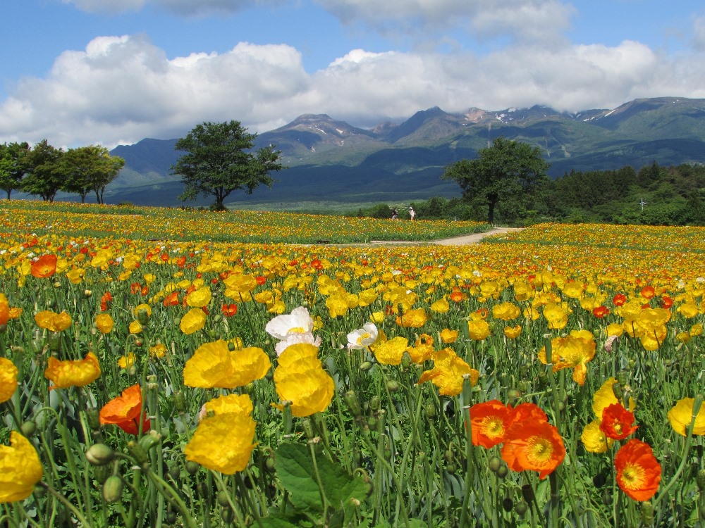 那須連山を背景に咲く10万株のアイスランドポピーの写真