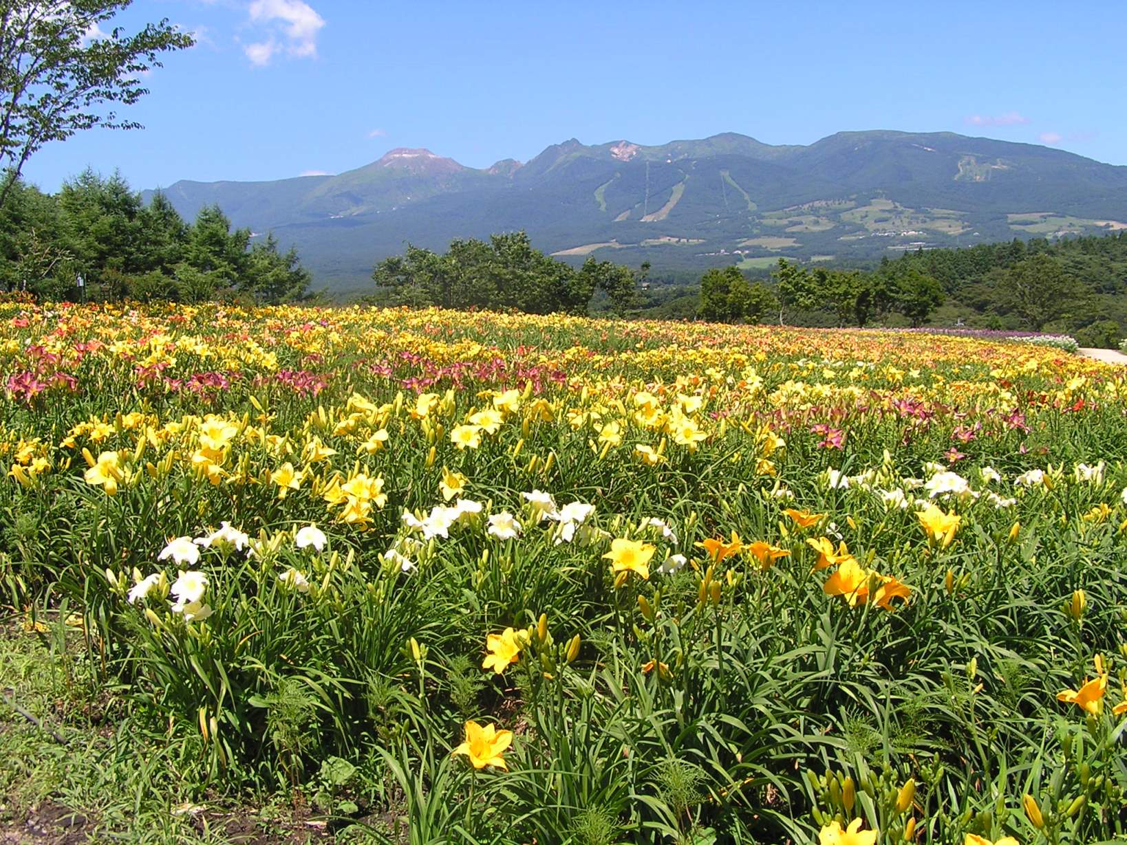 那須連山を背景に咲く3万株のヘメロカリスの写真