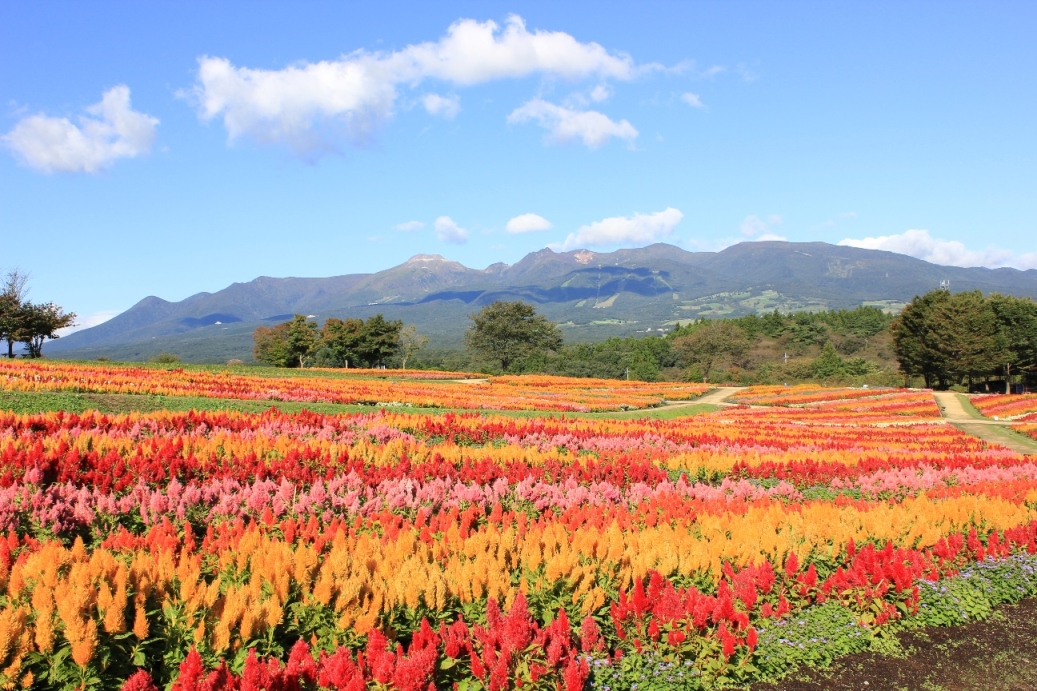 那須連山を背景に咲く25万株のケイトウの写真