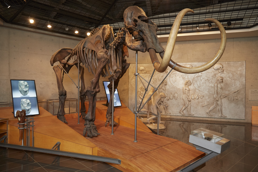 常設展示室のマンモスの骨格標本の写真