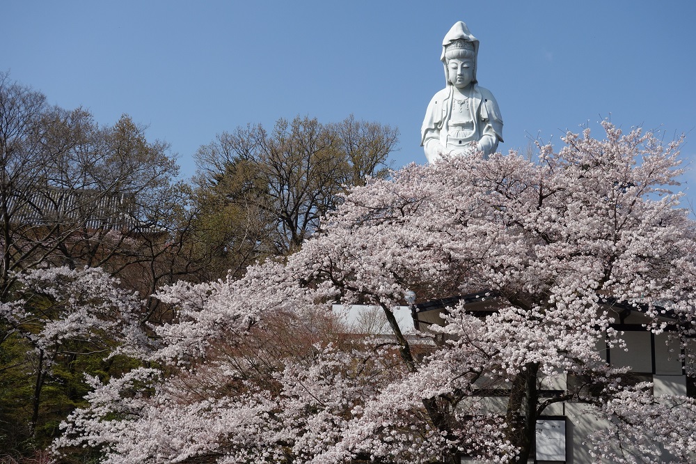 桜の名所である観音山の写真