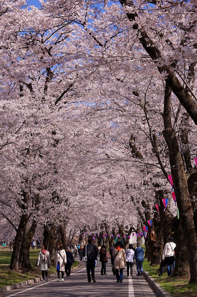 赤城南面千本桜の写真