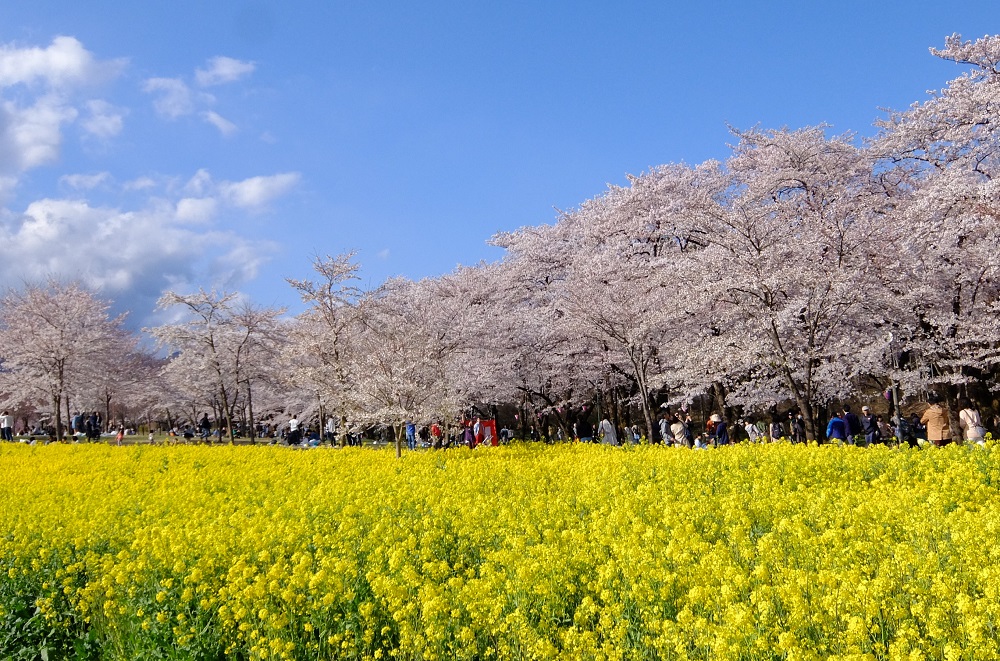 桜並木の横には鮮やかな菜の花畑が広がるの写真