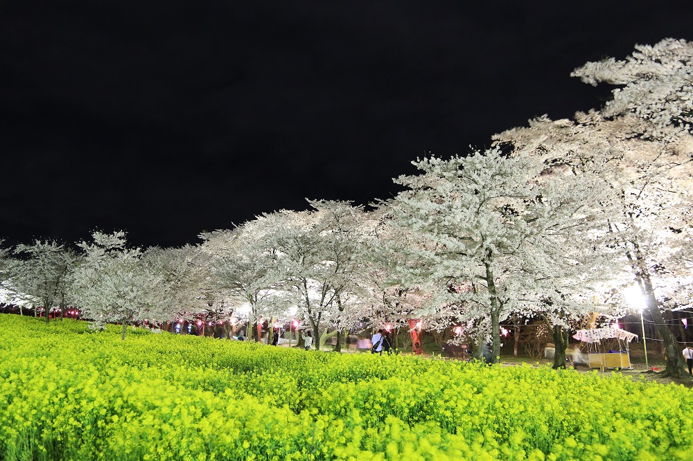 桜まつり期間中、ライトアップの写真