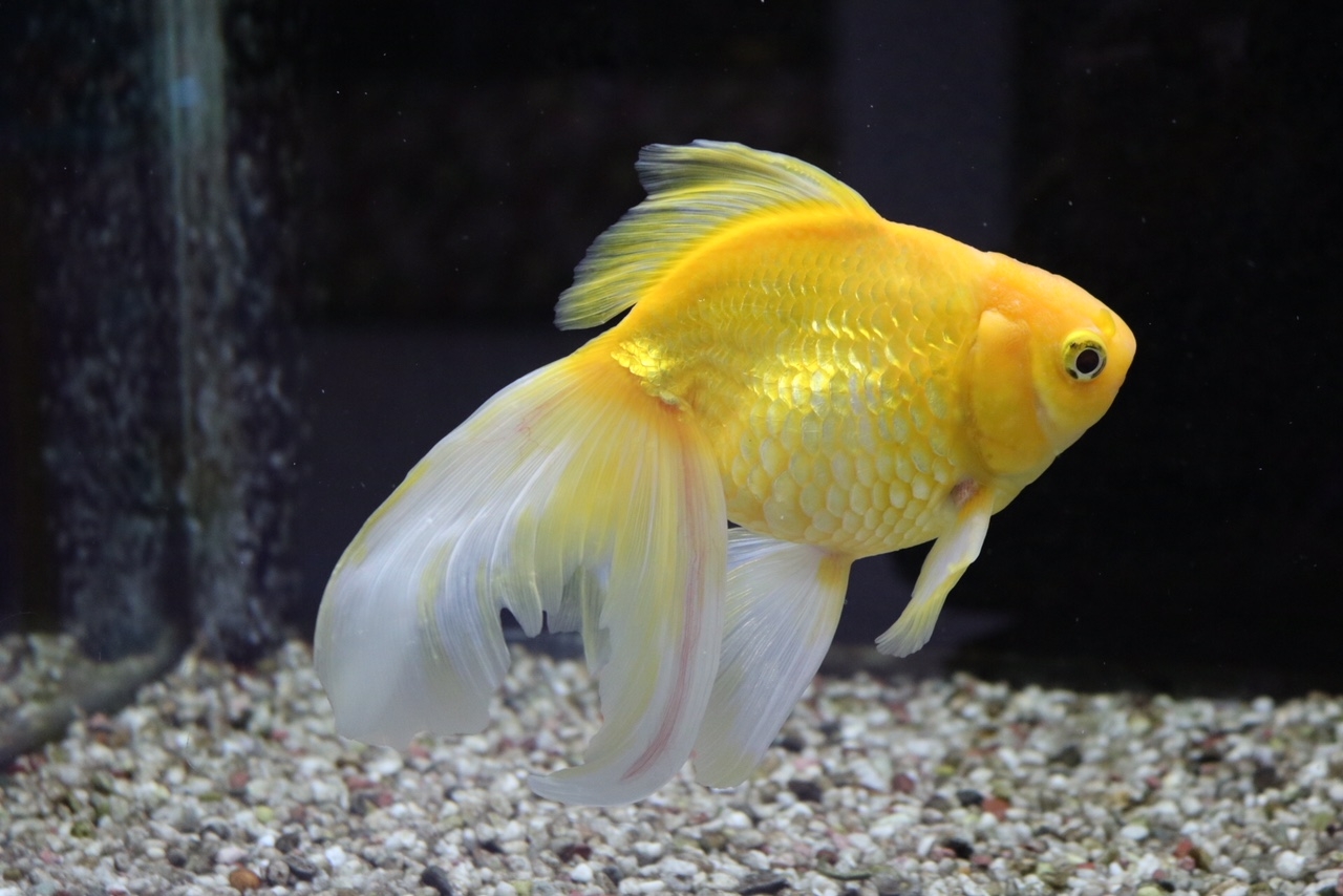黄金魚の写真