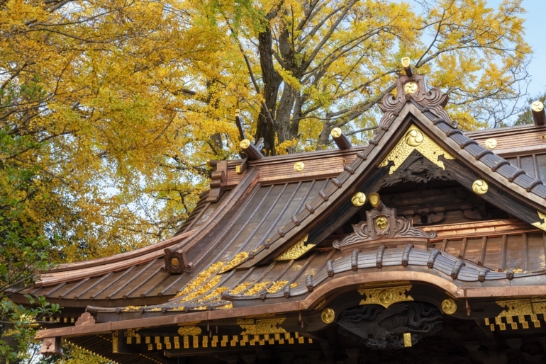 葺き替えた銅板屋根の社殿とイチョウの写真
