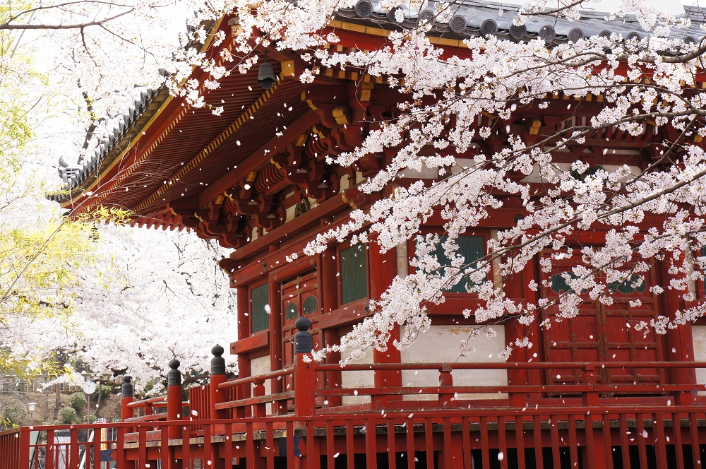 多宝塔と桜の写真