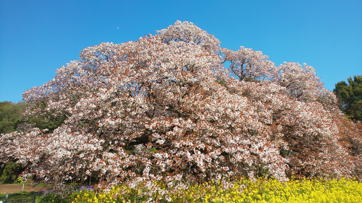 小山のような威容を誇る「吉高の大桜」の写真