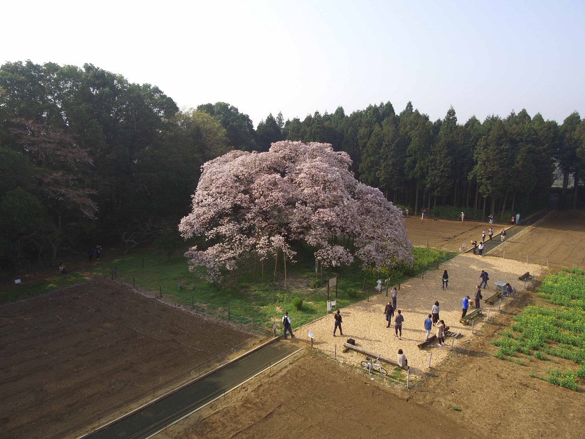 大桜は個人の所有する畑に囲まれた、静かな環境に立っているの写真