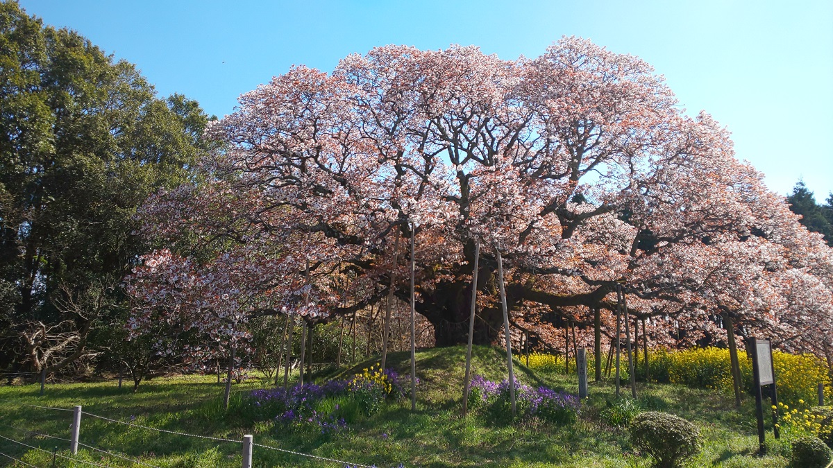 桜の根元は塚になっており、所有者である須藤家の氏神が祀られているの写真