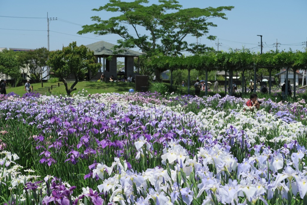 6月のあやめ祭りの時期には、美しい花菖蒲が園内を紫色に染め上げるの写真