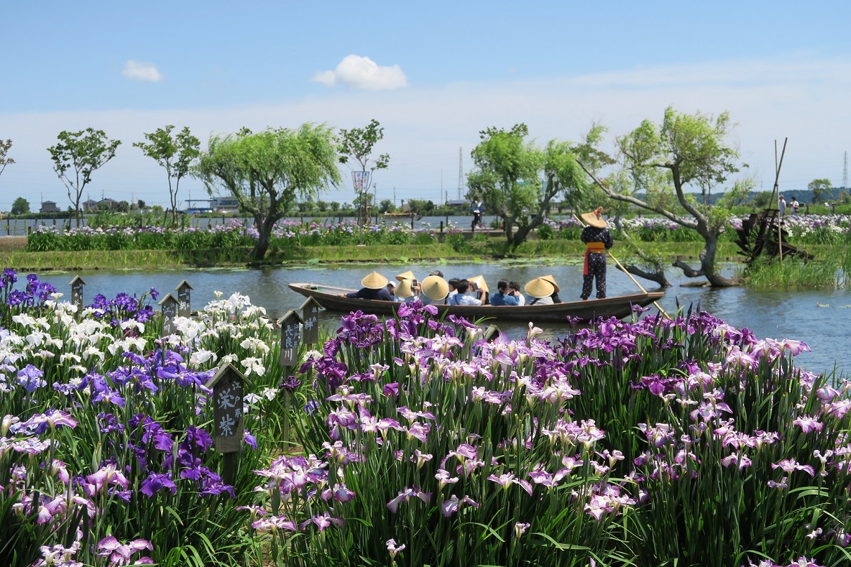 水郷地域伝統のサッパ舟に乗って花菖蒲を眺めるのもまた一興の写真