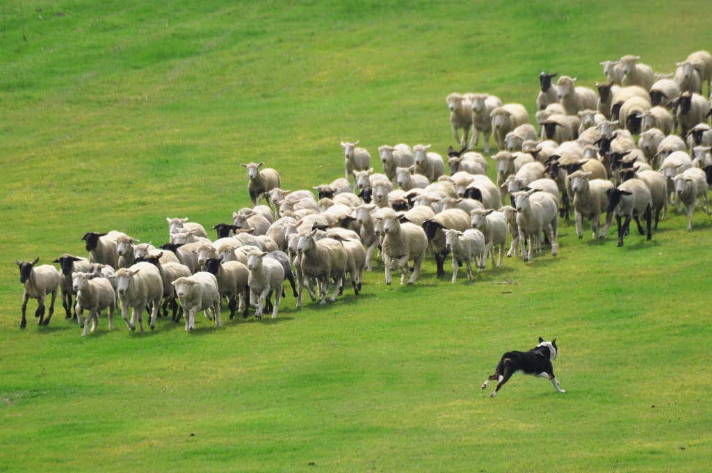 150頭の羊が地面を響かせて迫りくる「ひつじの大行進」の写真