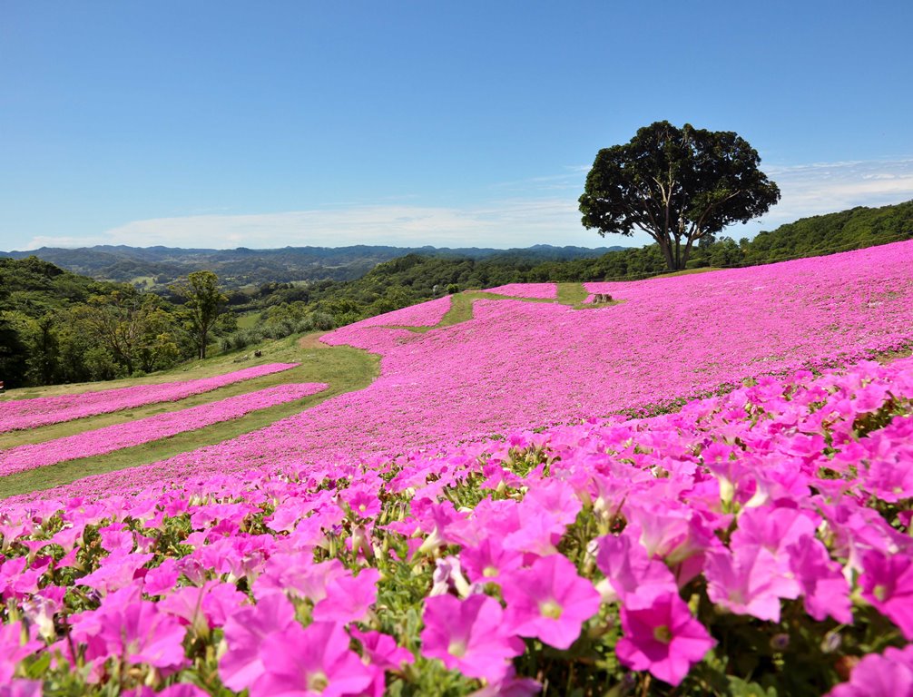 山肌をピンク色に染める「桃色吐息」（5月中旬～9月中旬）の写真