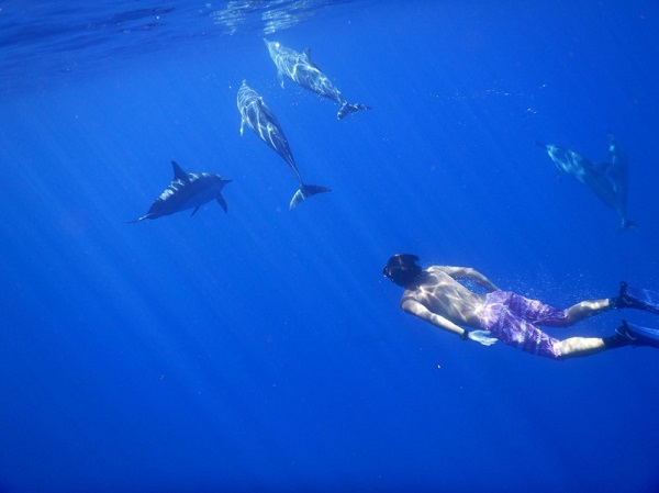 小笠原のクジラ・イルカの写真
