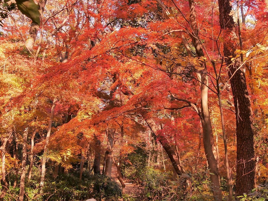紅葉の写真