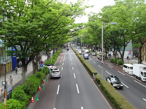 表参道ケヤキ並木の写真