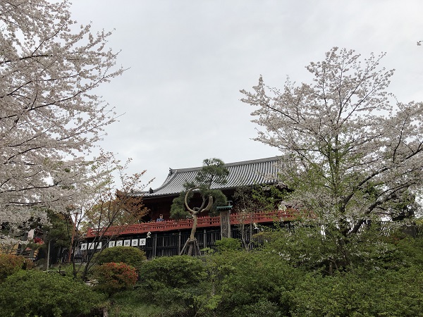 上野恩賜公園のサクラの写真