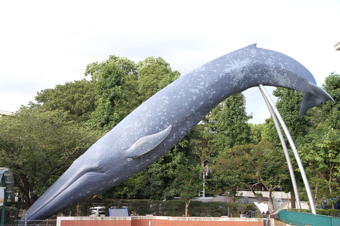 シロナガスクジラの写真