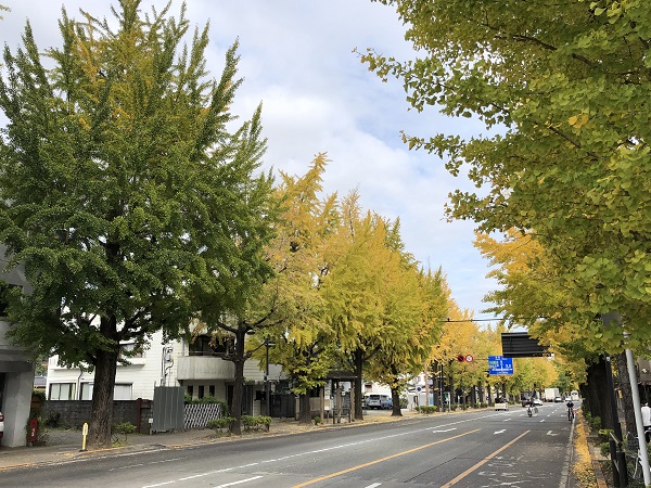 甲州街道イチョウ並木の写真