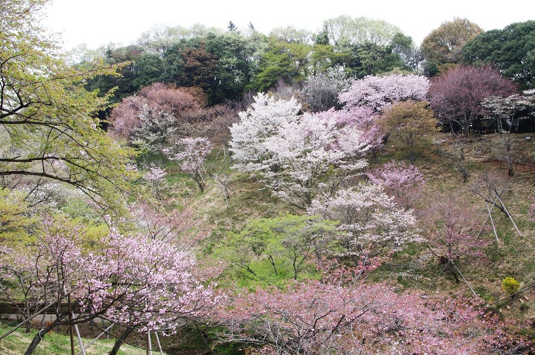 多摩森林科学園のサクラの写真