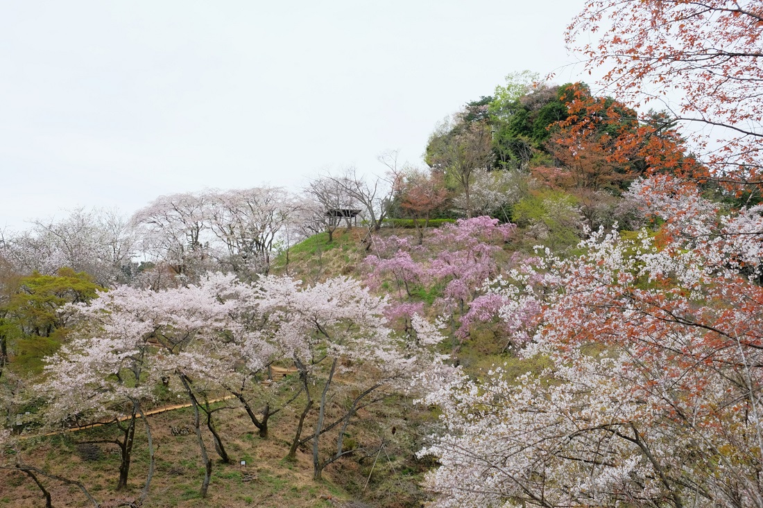 サクラ保存林の写真